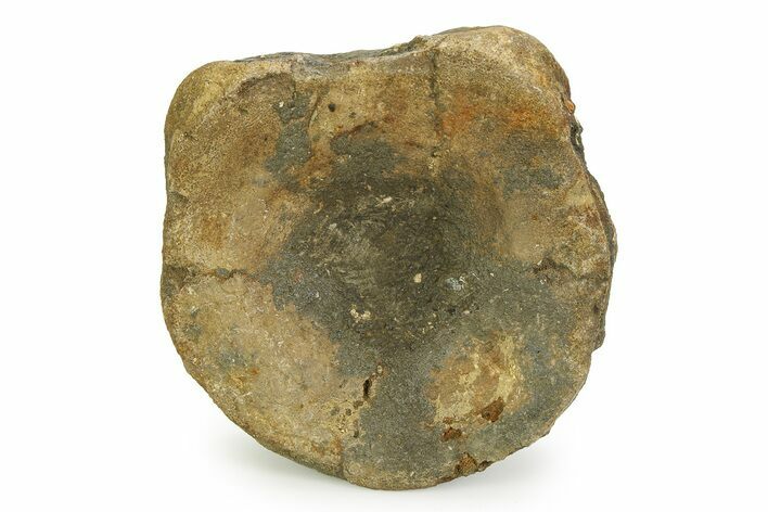 Fossil Ichthyosaur (Brachypterygius) Vertebra - England #351052